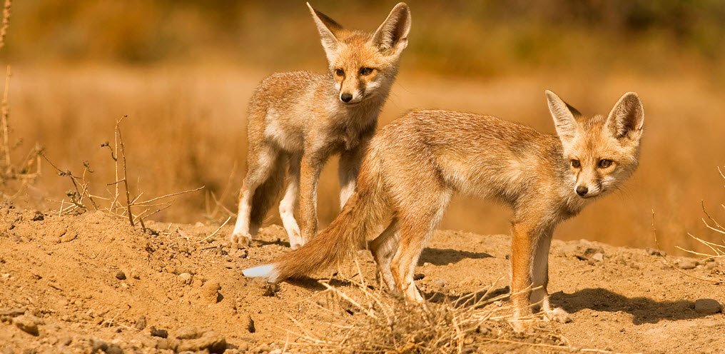 Kutch Desert Wildlife Sanctuary, Kachchh (Kutch), Gujarat - Vushii.com Kutch Desert Wildlife Sanctuary, Kachchh (Kutch), Gujarat - Vushii.com